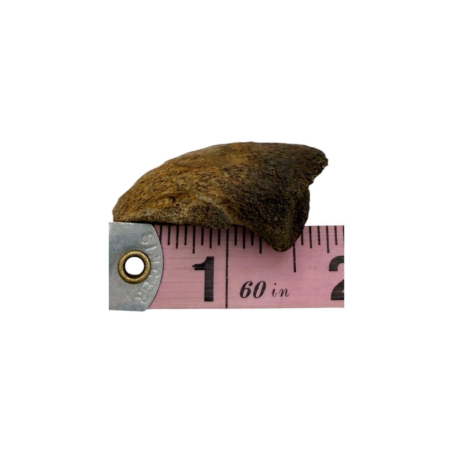 Pachycephalosaurus Toe Claw
