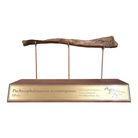 Pachycephalosaurus Fibula
