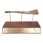 Pachycephalosaurus Fibula