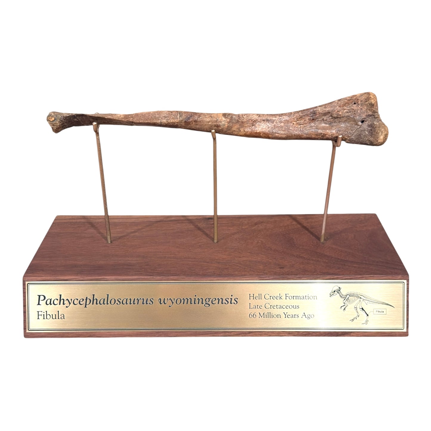 Pachycephalosaurus Fibula