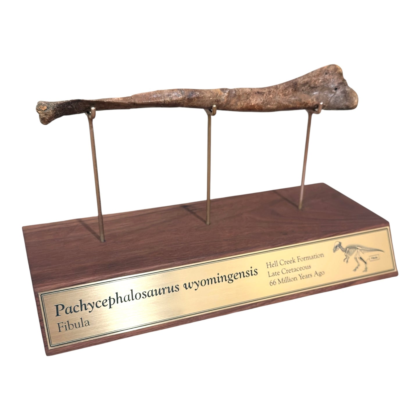 Pachycephalosaurus Fibula