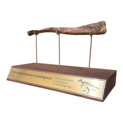 Pachycephalosaurus Fibula