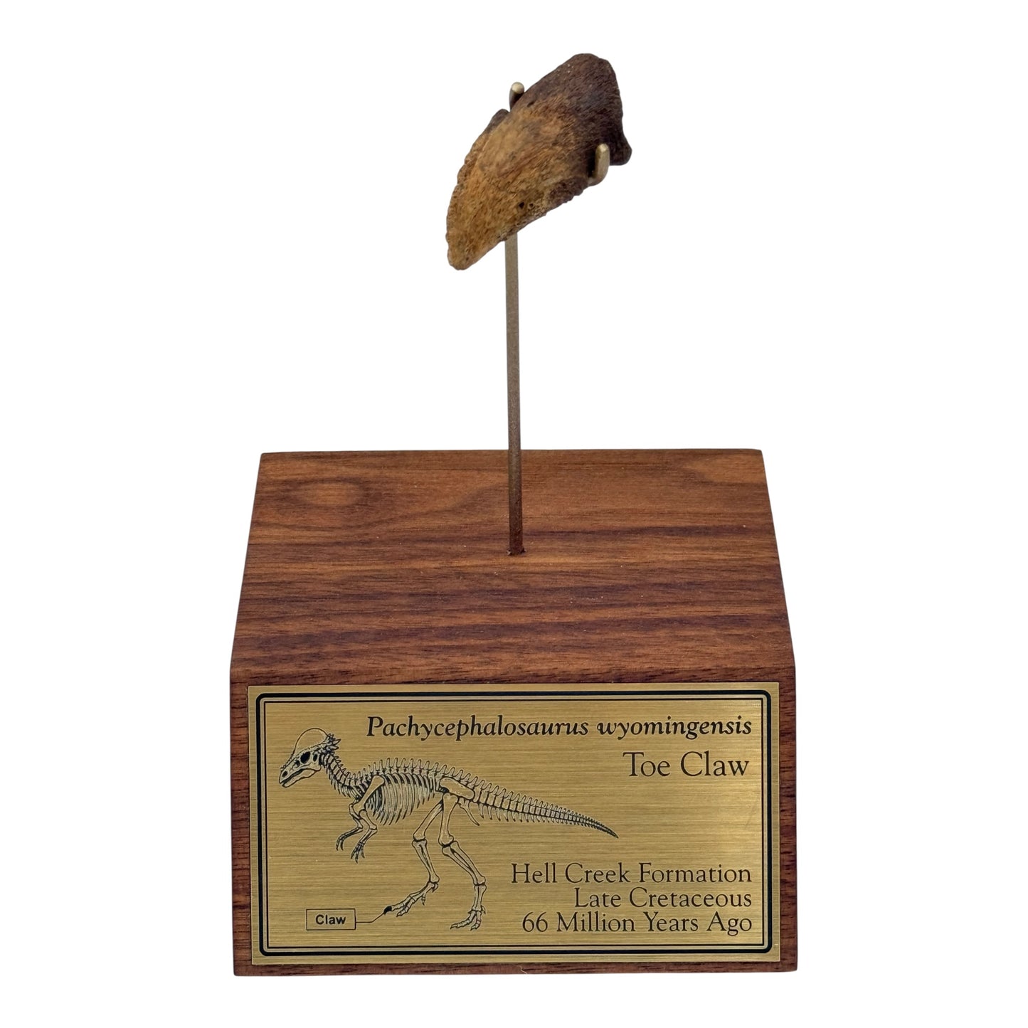 Pachycephalosaurus Toe Claw