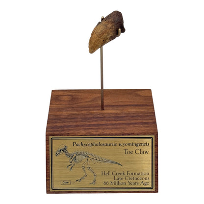 Pachycephalosaurus Toe Claw