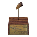 Pachycephalosaurus Toe Claw