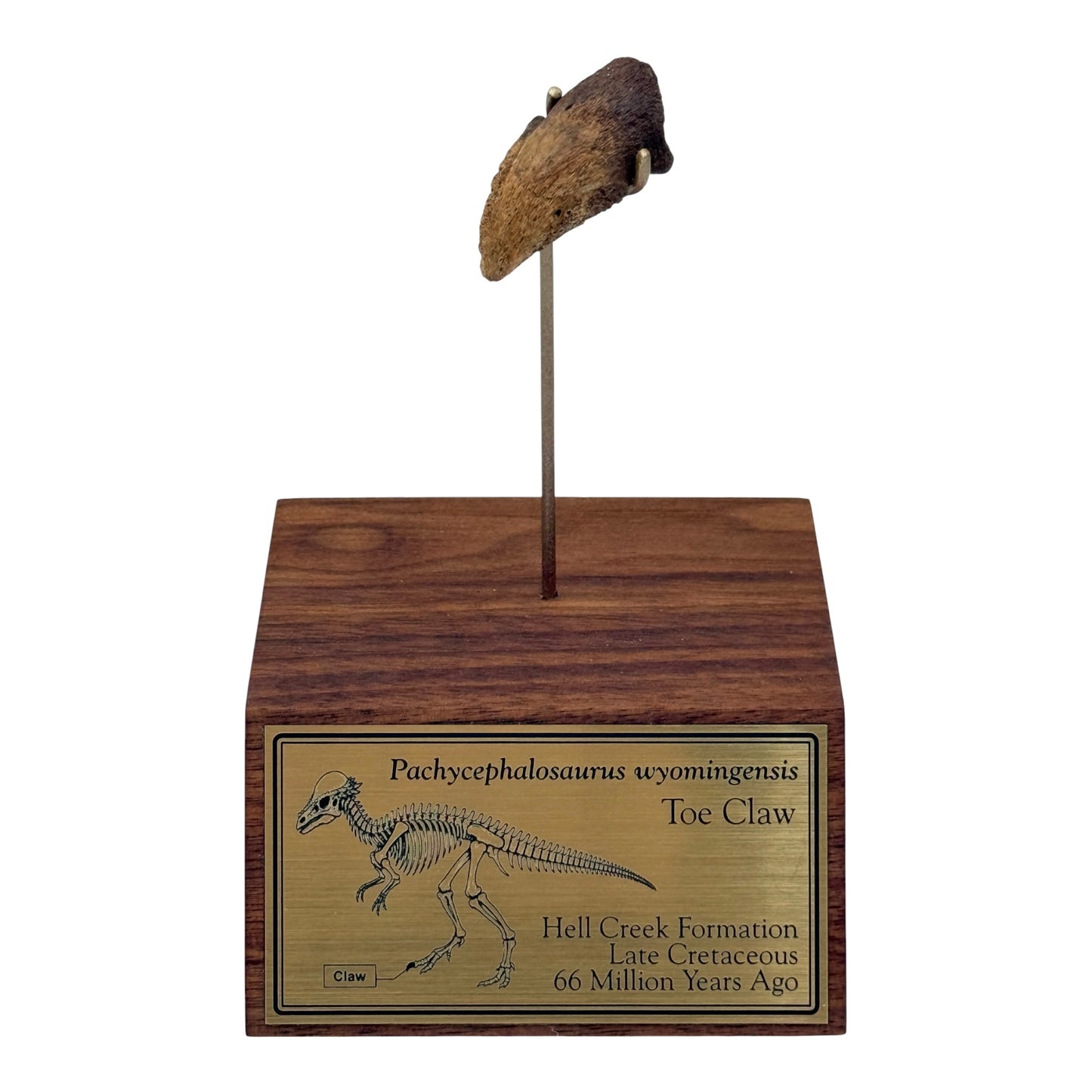 Pachycephalosaurus Toe Claw