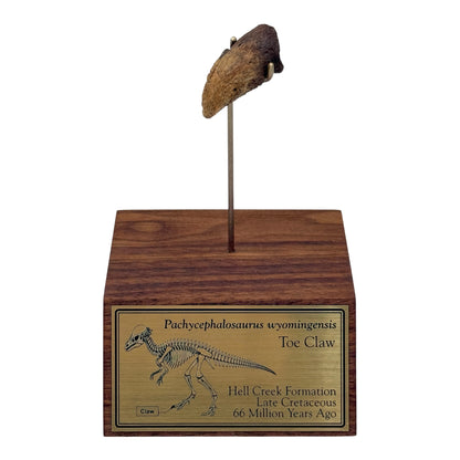 Pachycephalosaurus Toe Claw