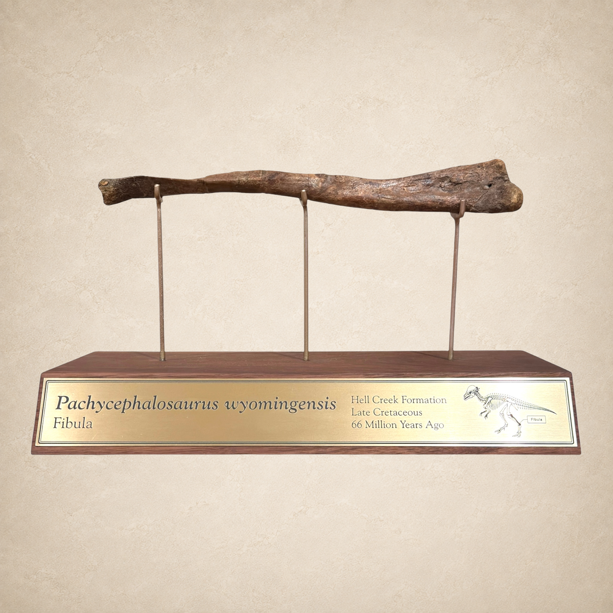 Tyrannostorus