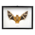 Painted Bat in Frame