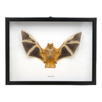Painted Bat in Frame
