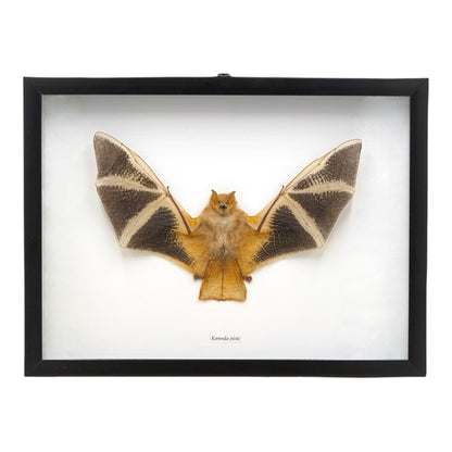 Painted Bat in Frame