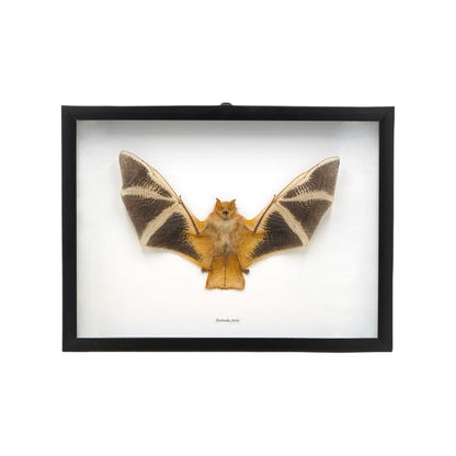 Painted Bat in Frame