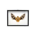 Painted Bat in Frame