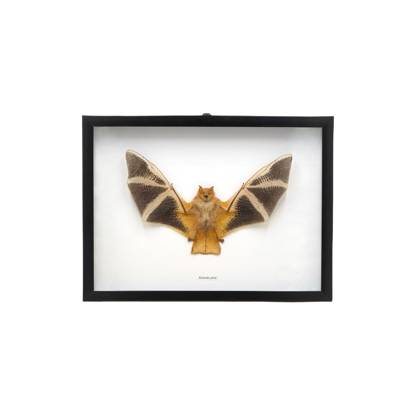 Painted Bat in Frame