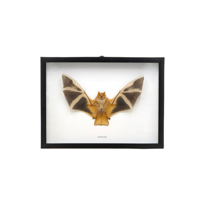 Painted Bat in Frame