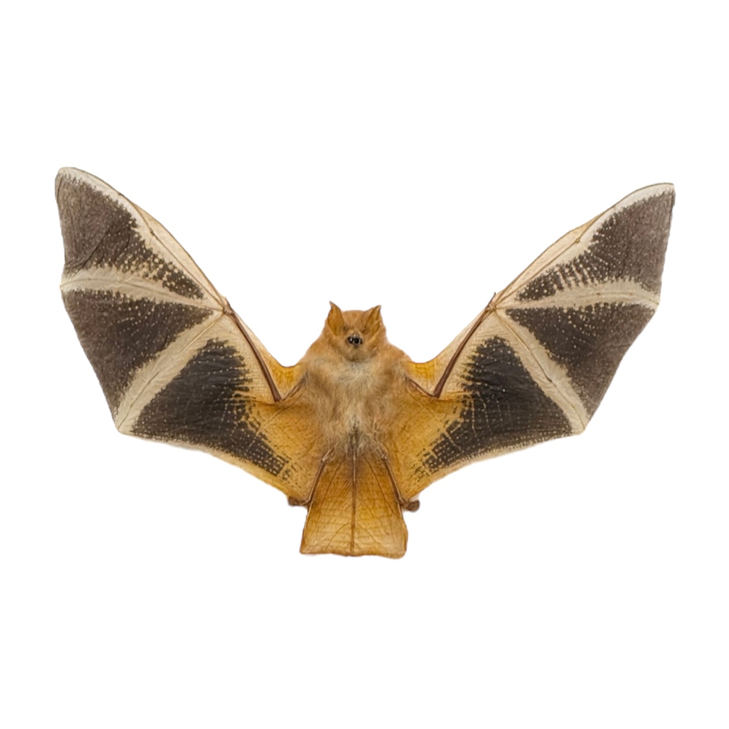 Painted Bat in Frame