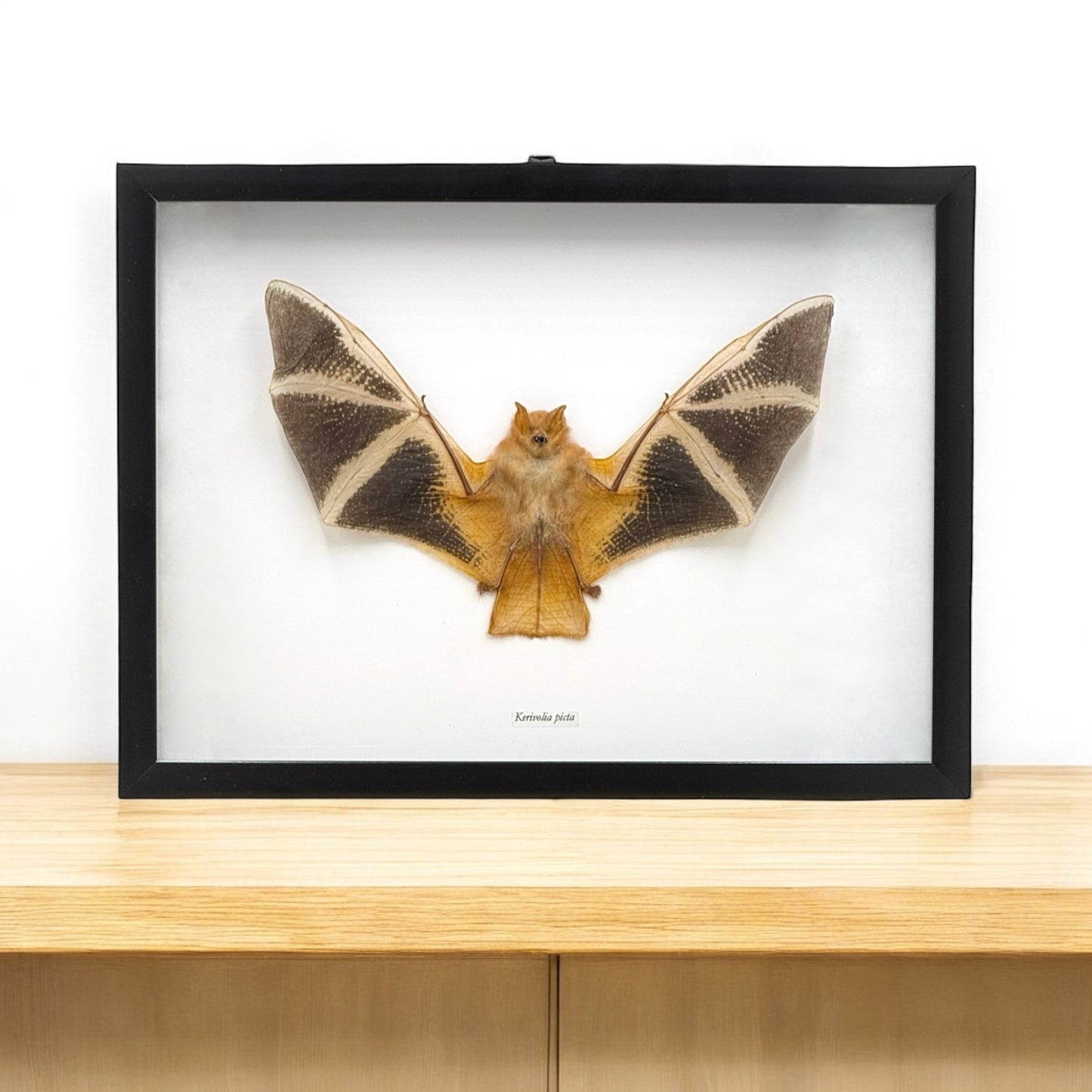 Painted Bat in Frame