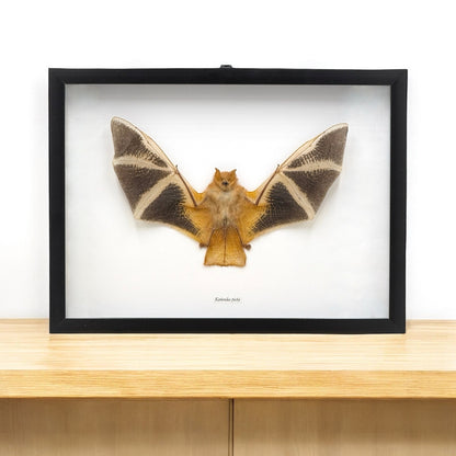 Painted Bat in Frame