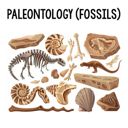 Paleontology Class (Fossils)