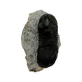 Paralejurus dormitzeri Trilobite