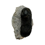 Paralejurus dormitzeri Trilobite