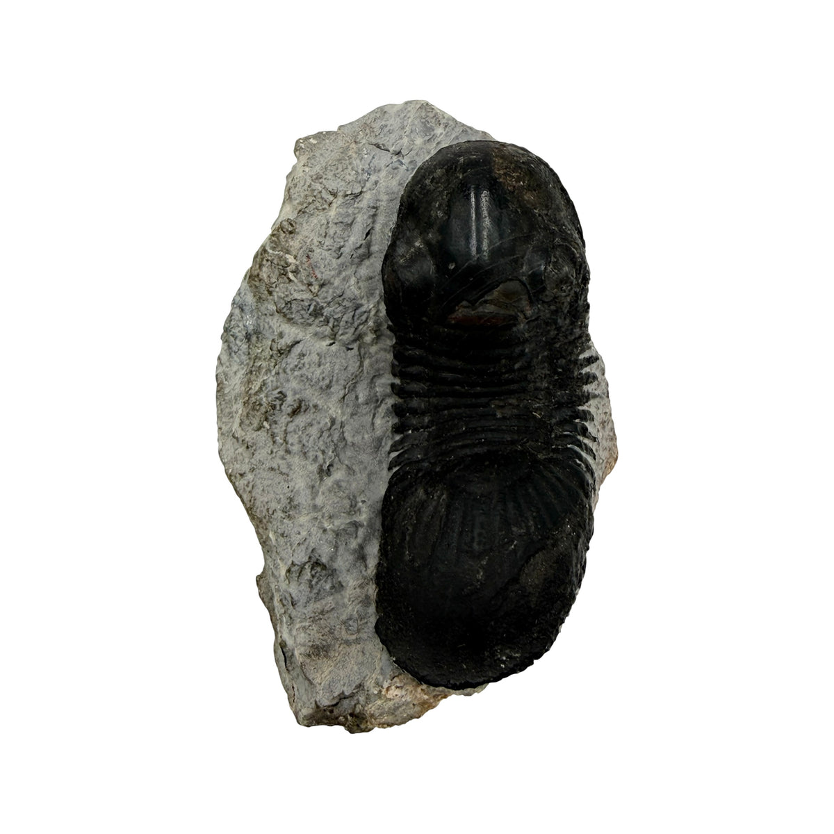 Paralejurus dormitzeri Trilobite