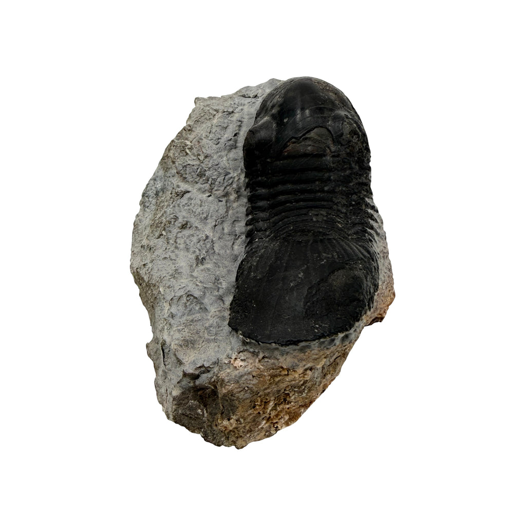 Paralejurus dormitzeri Trilobite