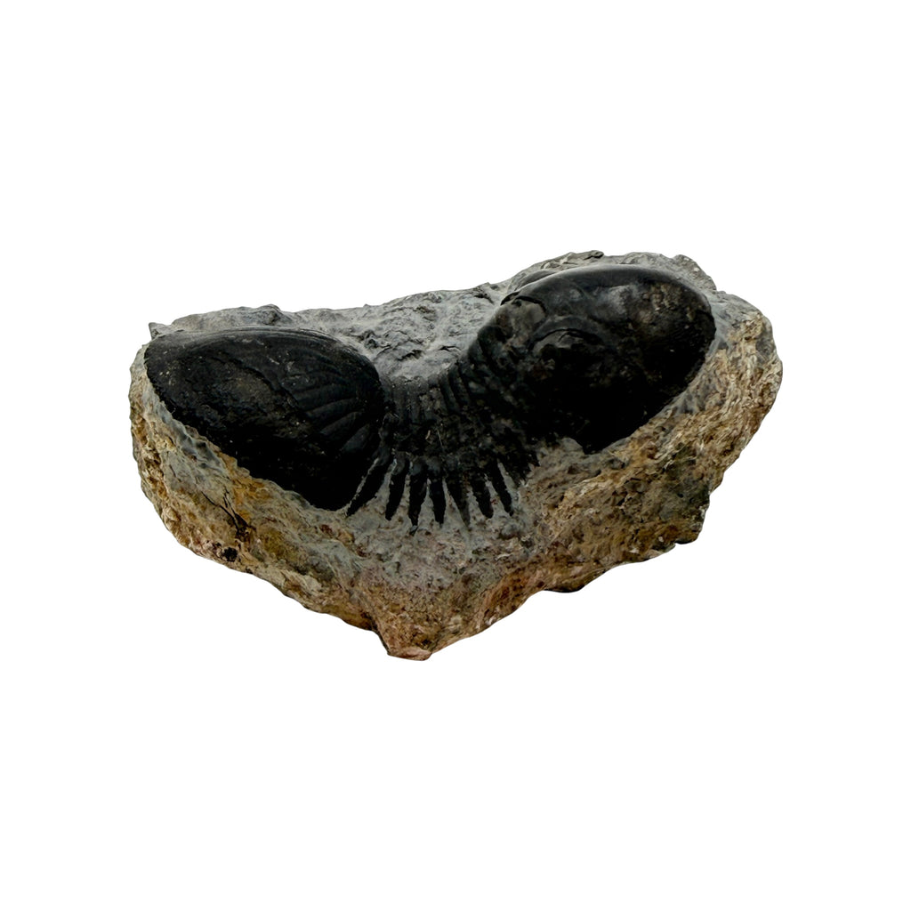 Paralejurus dormitzeri Trilobite