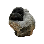 Paralejurus dormitzeri Trilobite