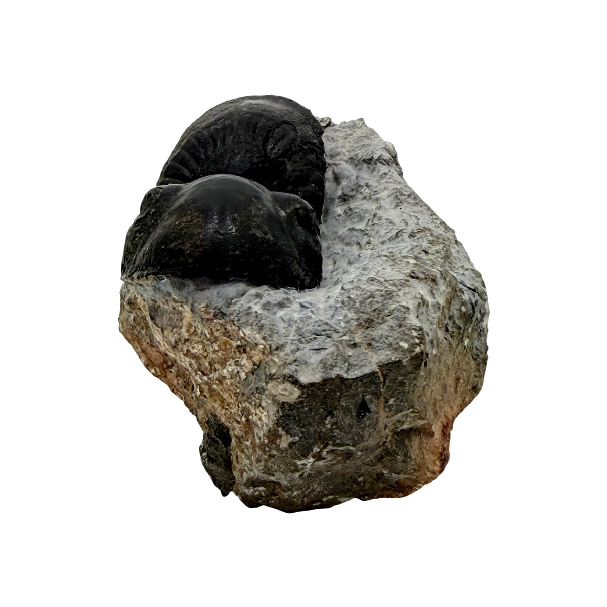 Paralejurus dormitzeri Trilobite