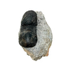 Paralejurus dormitzeri Trilobite