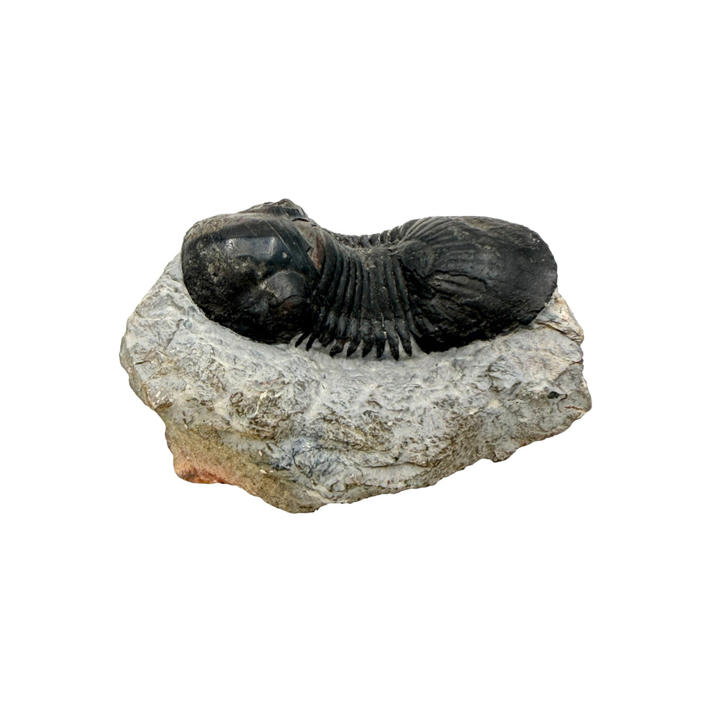 Paralejurus dormitzeri Trilobite