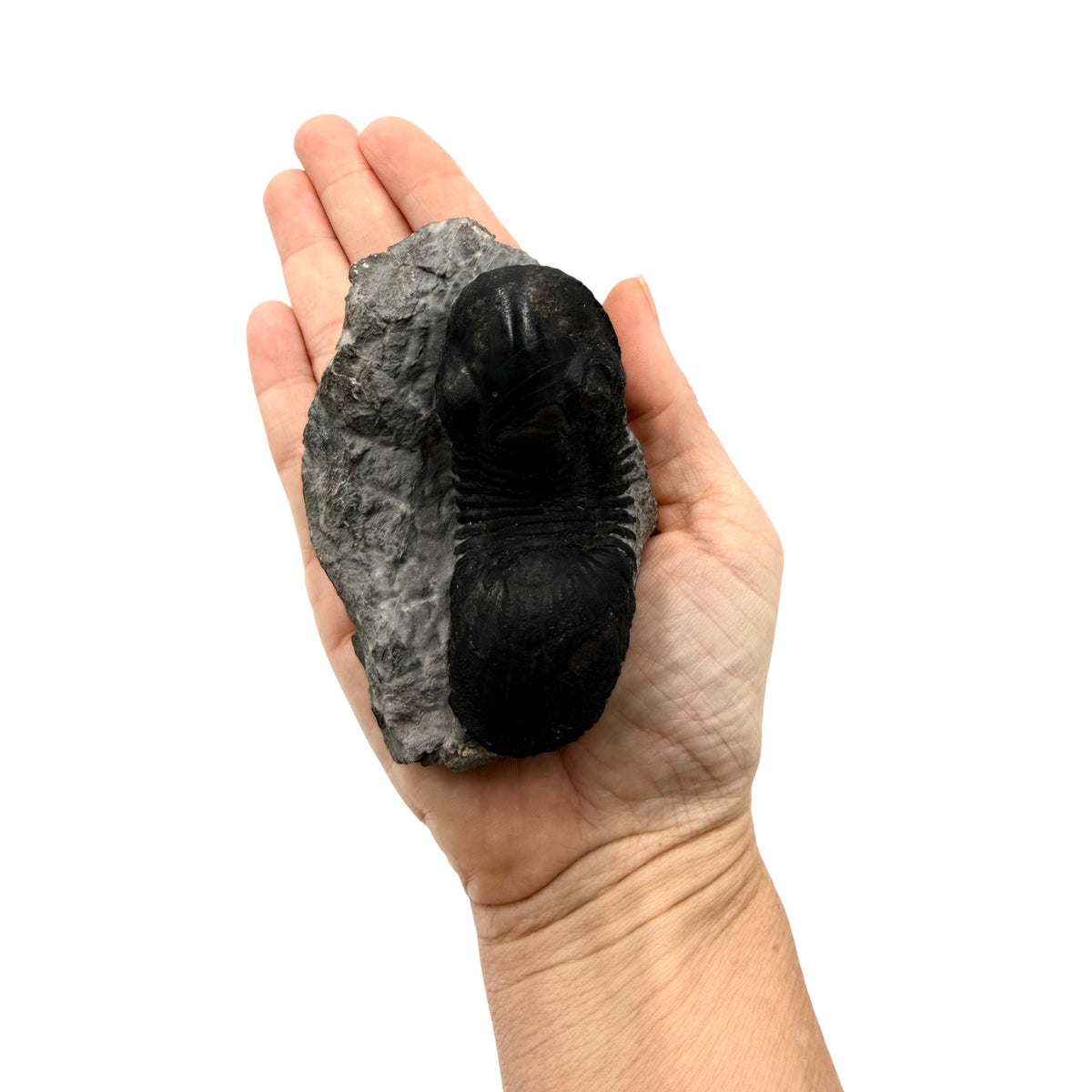 Paralejurus dormitzeri Trilobite