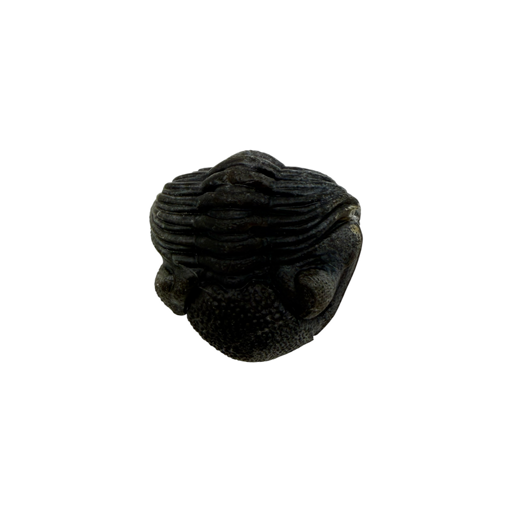 Pedinopariops (Hypsipariops) vagabundus Trilobite