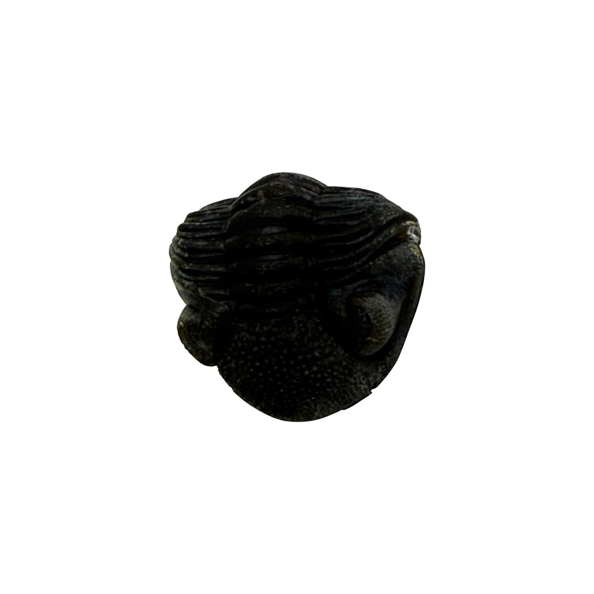 Pedinopariops (Hypsipariops) vagabundus Trilobite