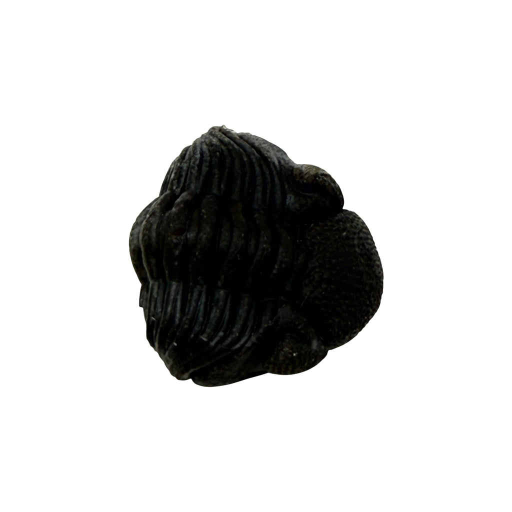 Pedinopariops (Hypsipariops) vagabundus Trilobite