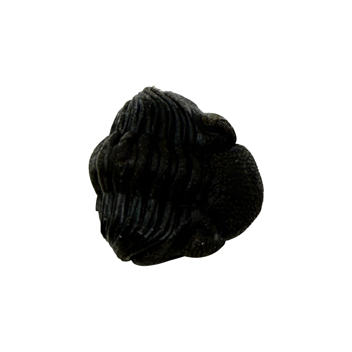 Pedinopariops (Hypsipariops) vagabundus Trilobite