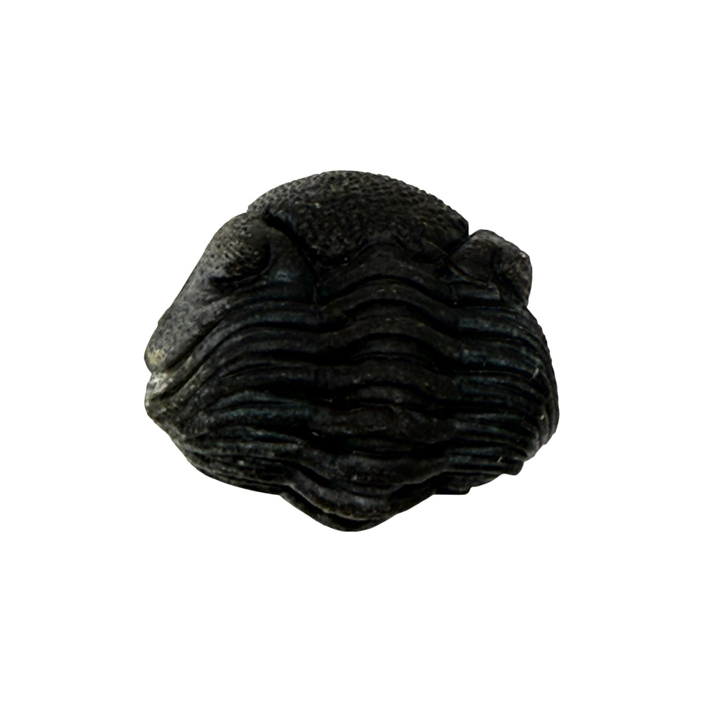 Pedinopariops (Hypsipariops) vagabundus Trilobite