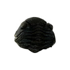 Pedinopariops (Hypsipariops) vagabundus Trilobite