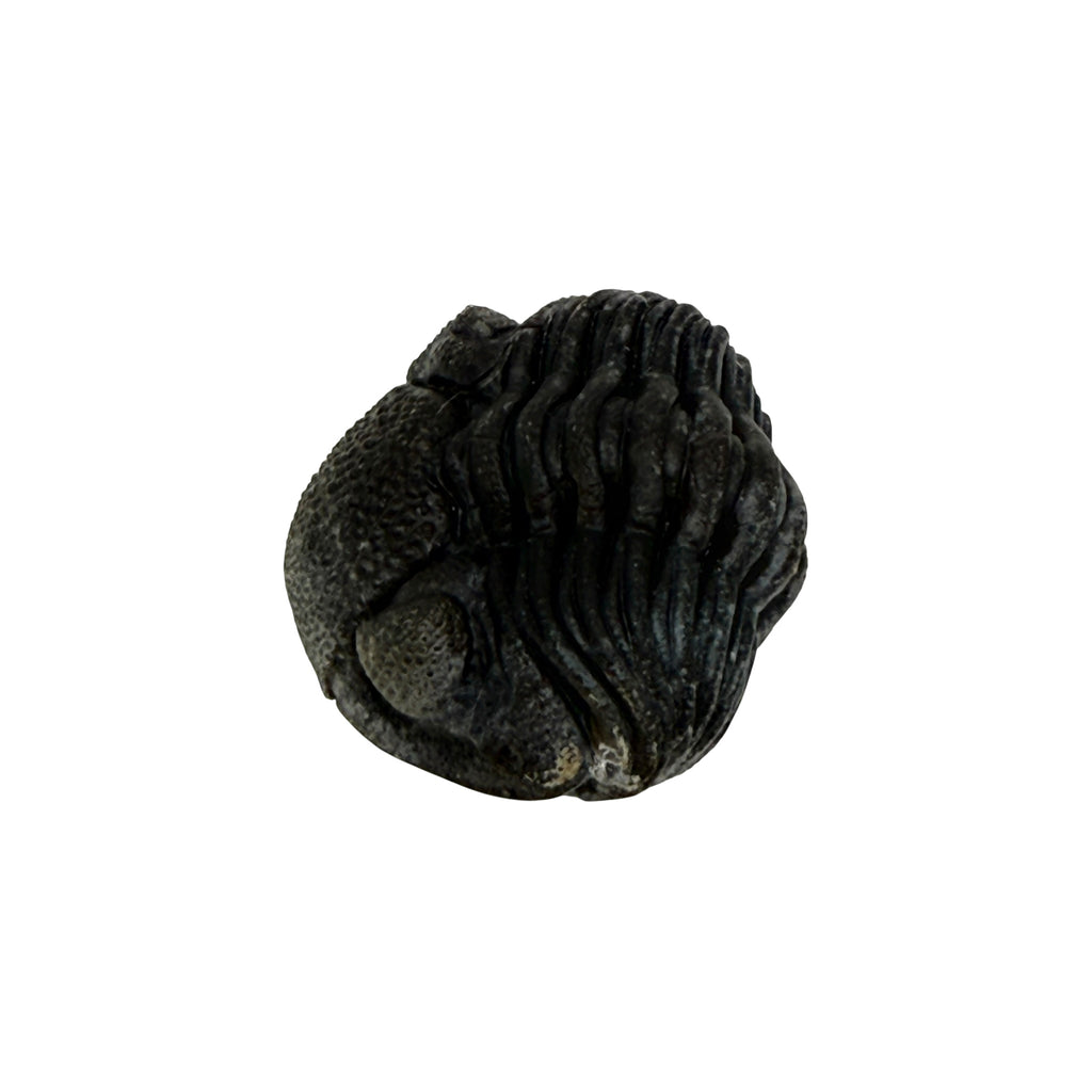 Pedinopariops (Hypsipariops) vagabundus Trilobite