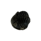 Pedinopariops (Hypsipariops) vagabundus Trilobite