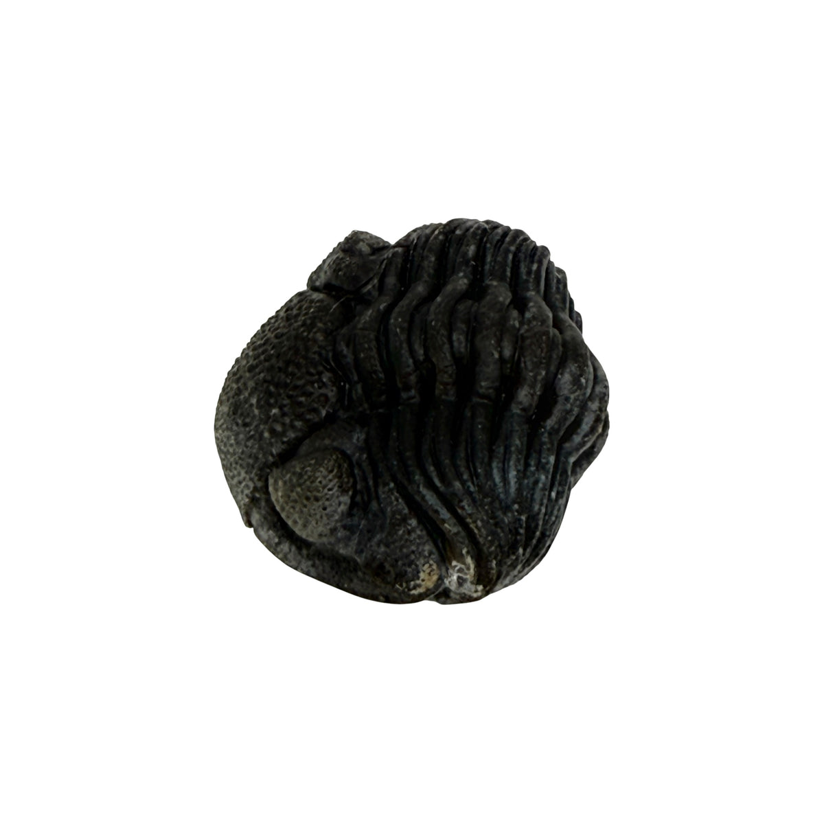 Pedinopariops (Hypsipariops) vagabundus Trilobite