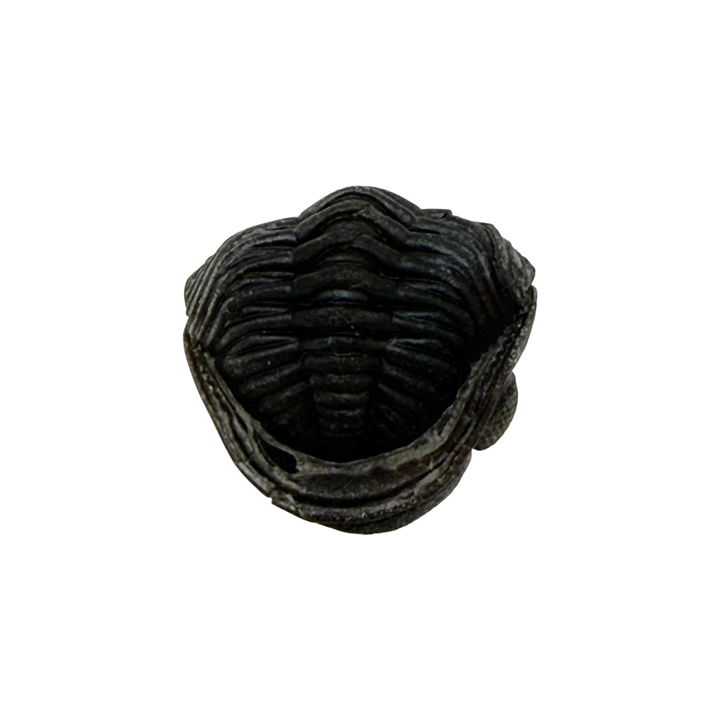 Pedinopariops (Hypsipariops) vagabundus Trilobite