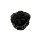 Pedinopariops (Hypsipariops) vagabundus Trilobite