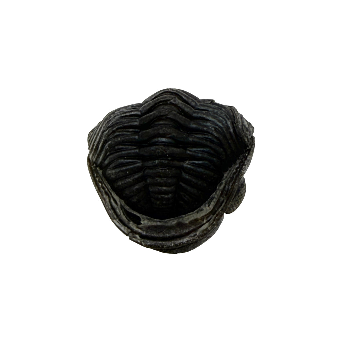 Pedinopariops (Hypsipariops) vagabundus Trilobite