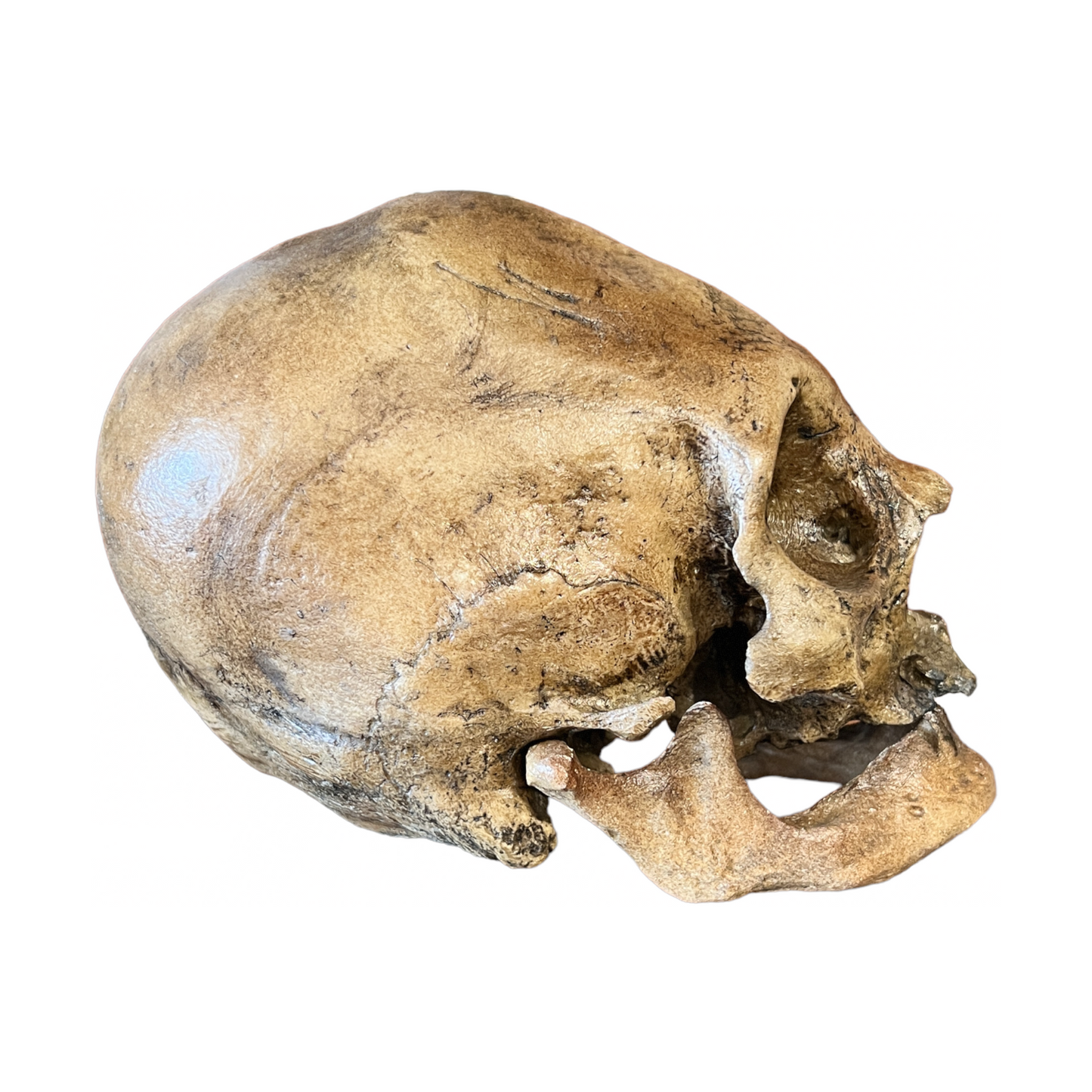 Skull Replica (Bound Peruvian)