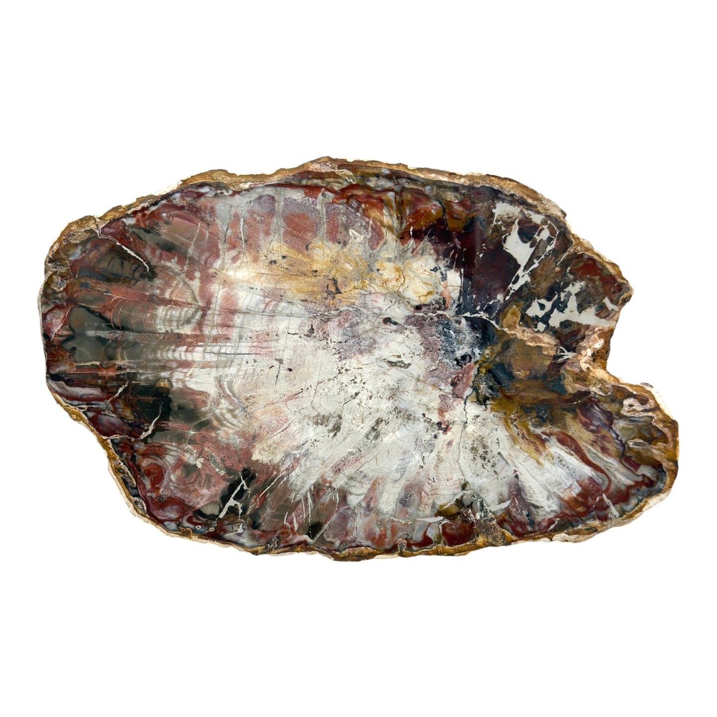 Petrified Wood Slice (11")