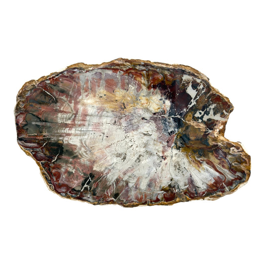 Petrified Wood Slice (11")