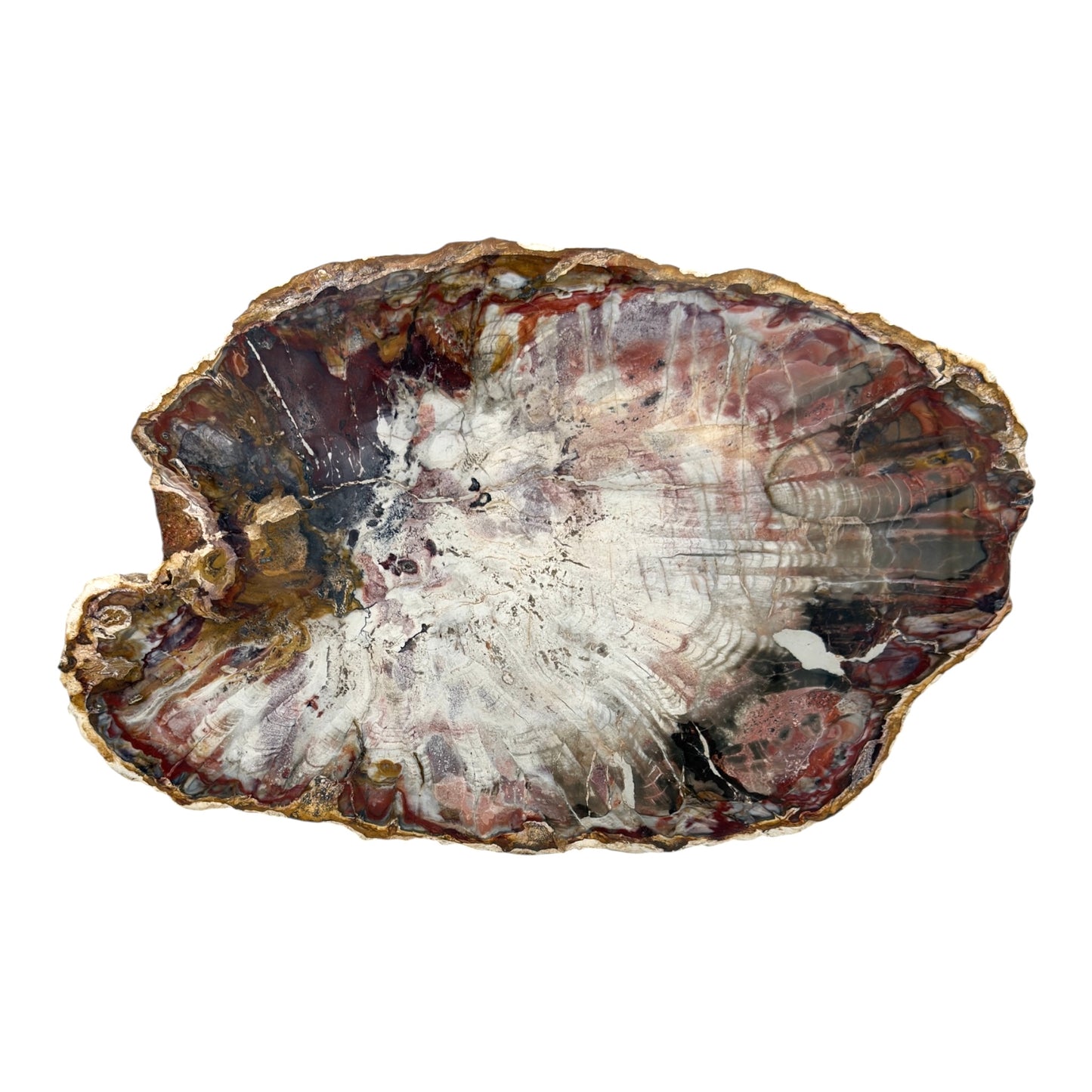 Petrified Wood Slice (11")