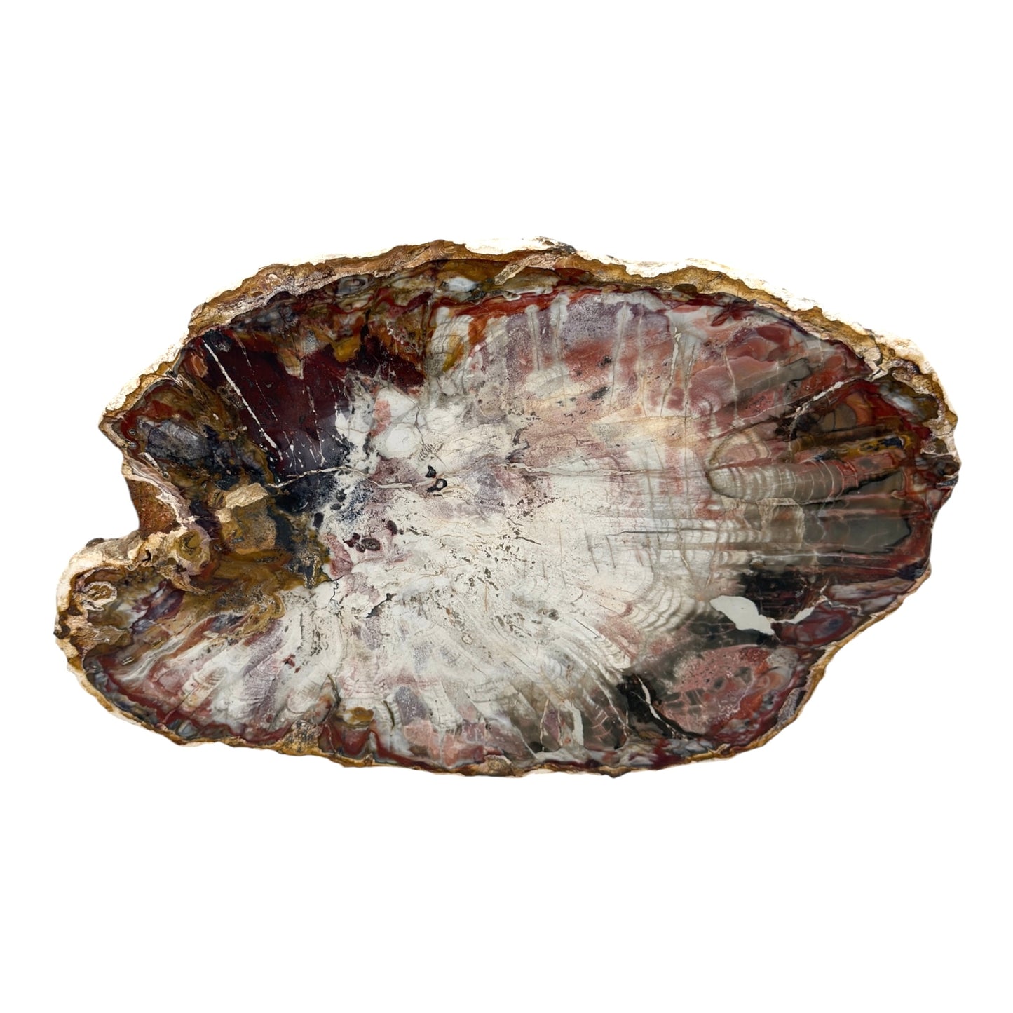 Petrified Wood Slice (11")